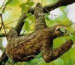 세발가락나무늘보 Bradypus tridactylus (Three-toed Sloth).jpg
