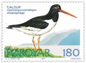 Faroe stamp 023 oyster catcher - Eurasian Oystercatcher (Haematopus ostralegus).jpg