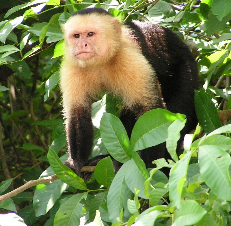 Capuchin Costa Rica-White-headed Capuchin (Cebus capucinus).jpg