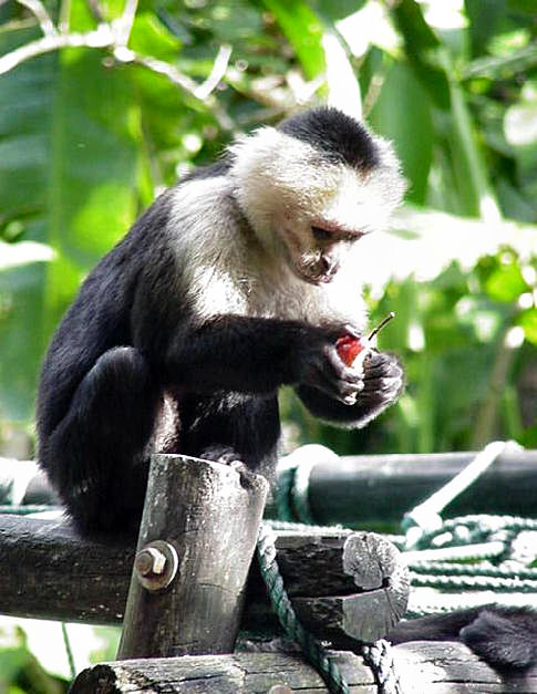 Capuchin drew eat-White-headed Capuchin (Cebus capucinus).jpg