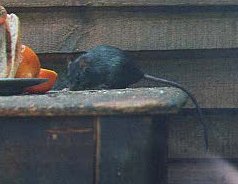 Black Rat (Rattus rattus) 05.jpg