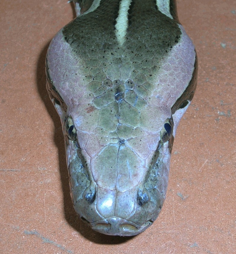 Indian Rock Python (Python molurus molurus) Python head.jpg