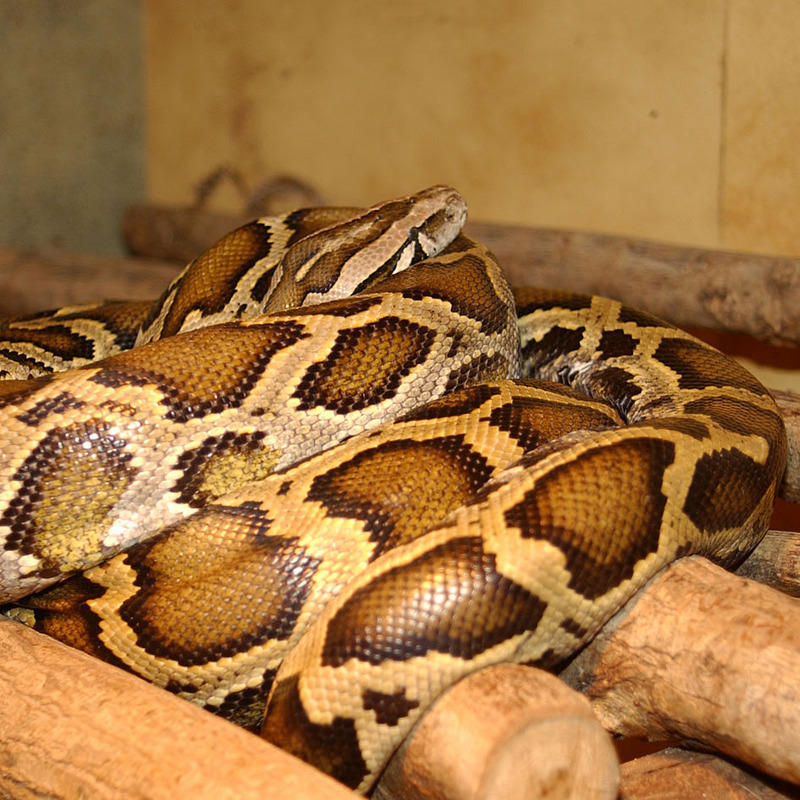 Python molure 13 Burmese Python (Python molurus bivittatus).jpg