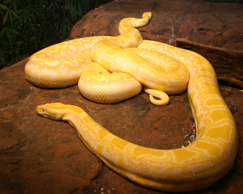 Albino burmese pythons.jpg