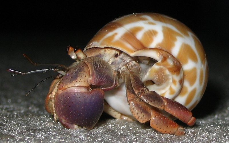 Caribbean Hermit Crab (Coenobita clypeatus).jpg