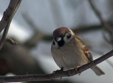 Tree Sparrow (Passer montanus).jpg