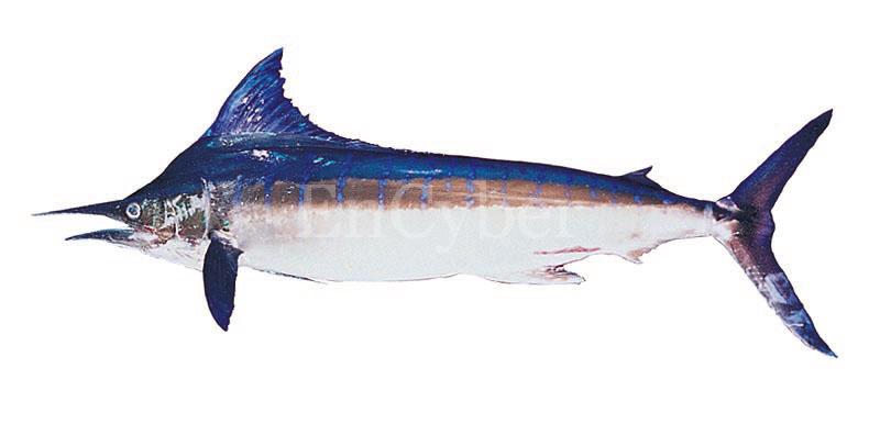 청새치 Tetrapturus audax (striped marlin,barred marlin).jpg