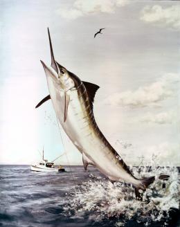Striped Marlin (Tetrapturus audax).png