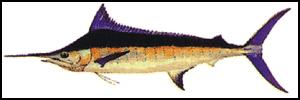 Indo-Pacific Blue Marlin (Makaira mazara).gif