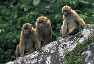 sinha01 Arunachal Macaque (Macaca munzala).jpg