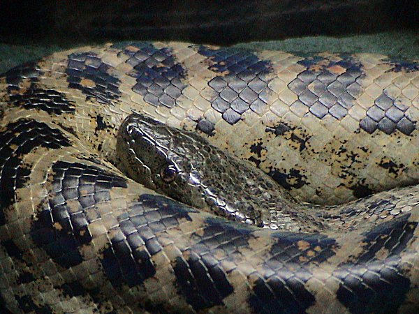 Yellow Anaconda (Eunectes notaeus).jpg