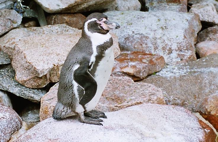 Humboldt Penguin (Spheniscus humboldti) 훔볼트펭귄.jpg
