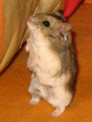 Dwarf Campbell\'s russian hamster (Phodopus campbelli).jpg