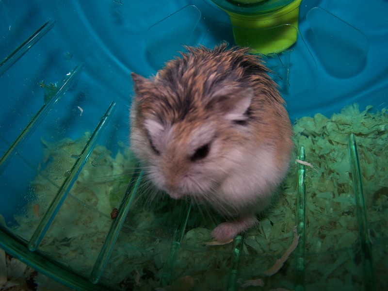 My dwarf roborovski-Roborovski Hamster (Phodopus roborovski).jpg