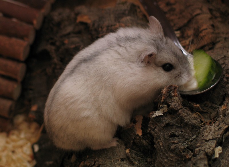 Winter white Russian dwarf hamster (Phodopus sungorus).jpg