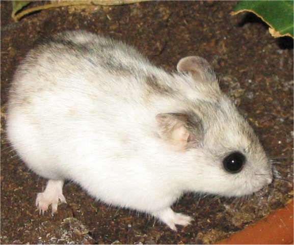 Chinese Hamster (Cricetulus griseus).jpg