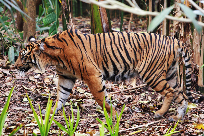 Sumatran Tiger (Panthera tigris sumatrae) - Melbourne Zoo.jpg