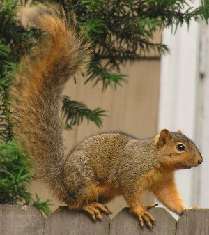 Fox Squirrel (Sciurus niger) on fence.jpg