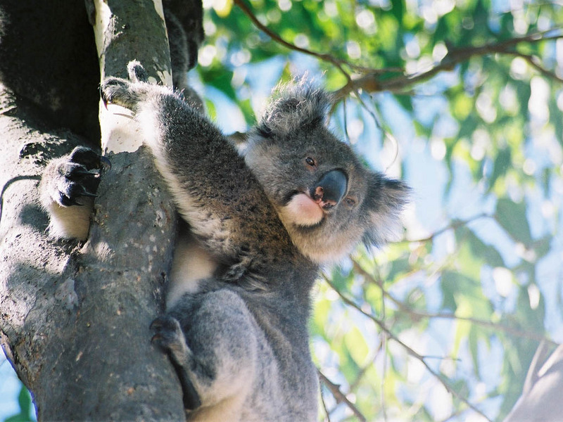 Koala (Phascolarctos cinereus) Kangaroo Island.jpg
