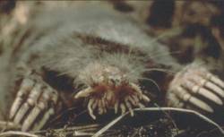 Starnose Mole 23-Star-nosed Mole (Condylura cristata).jpg