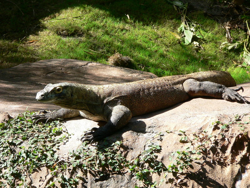 Komodo Dragon (Varanus komodoensis).jpg