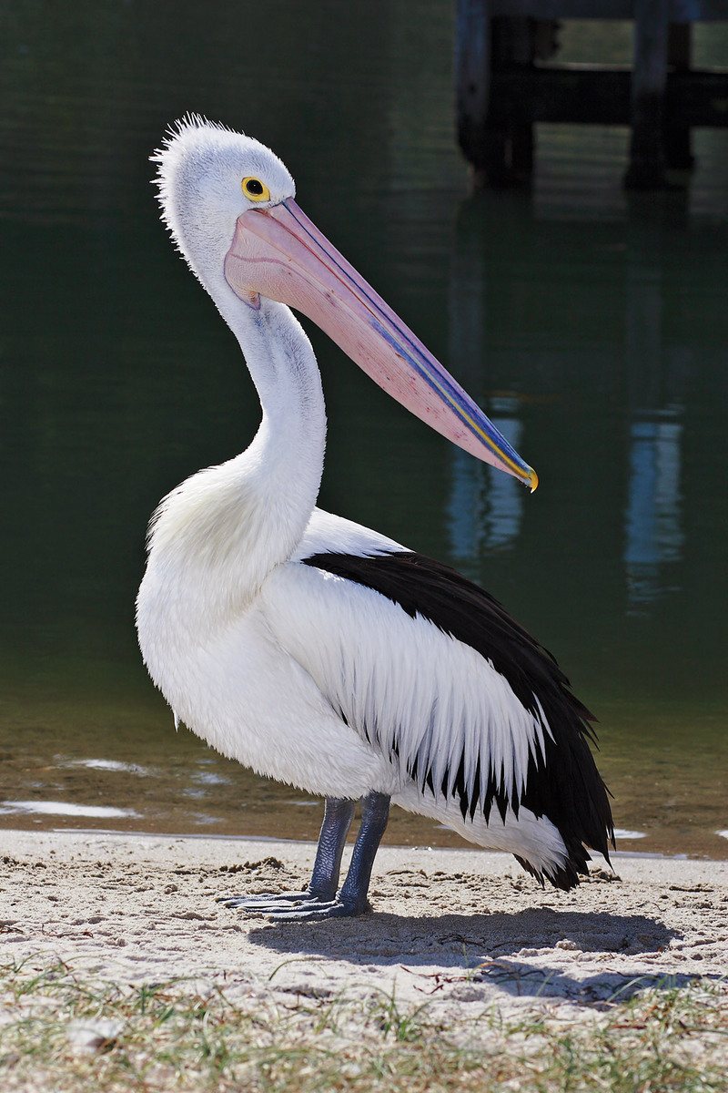 Pelican lakes entrance02-Australian Pelican, Pelicanus conspicillatus.jpg