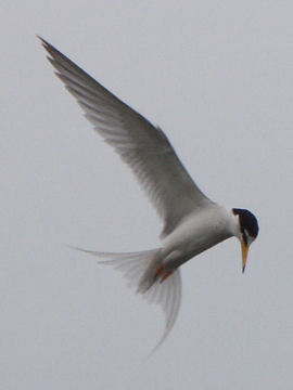 Koajisashi 05a2432s-Little Tern (Sternula albifrons).jpg