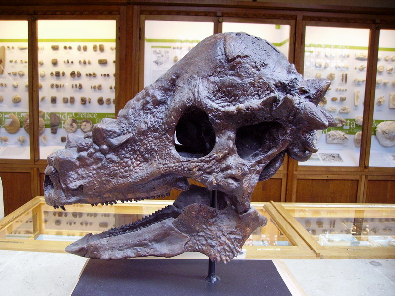 Pachycephalosaurus skull.jpg