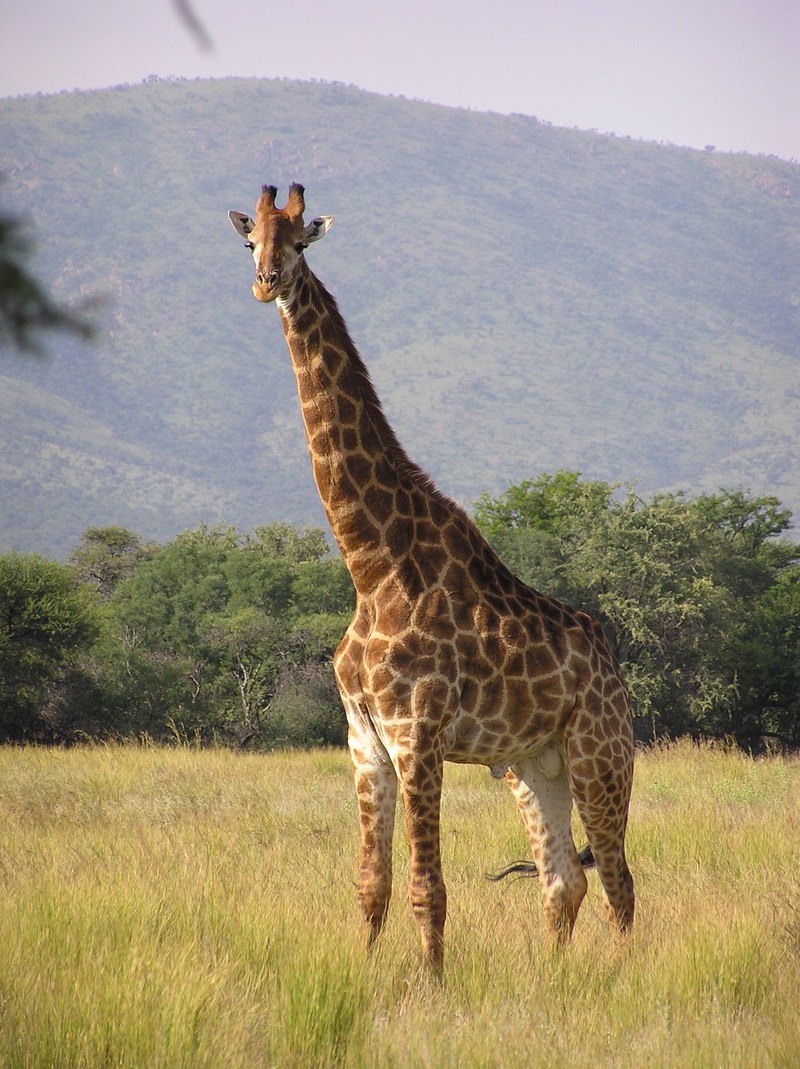 Giraffe standing-Giraffe (Giraffa camelopardalis).jpg