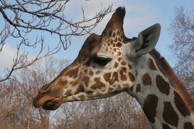 A03 2807 640x427-Somali Giraffe or Reticulated Giraffe, Giraffa camelopardalis reticulata.jpg