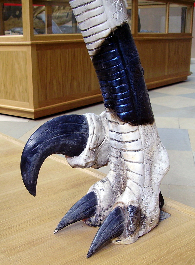 Utahraptor foot.jpg