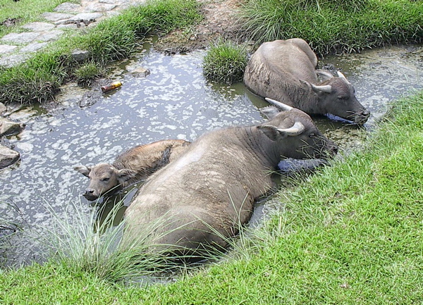 Water buffalo bathing-Water Buffalo (Bubalus bubalis).jpg