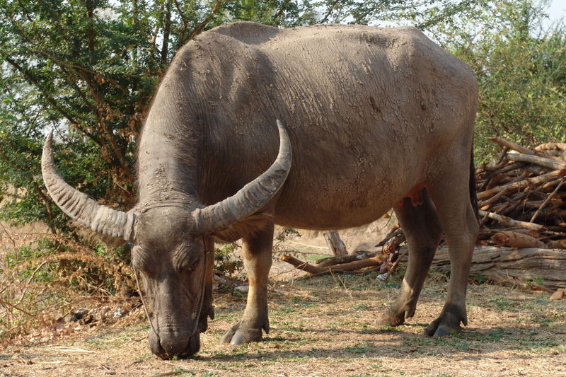800px-BUFFALO159-Asiatic Water Buffalo (Bubalus bubalis), Thailand.jpg