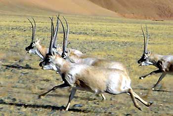 Tibetan antelope (Pantholops hodgsonii).jpg