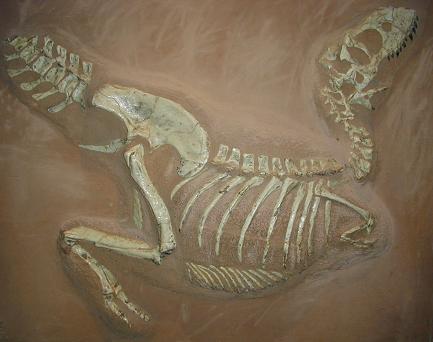Tarbosaurus museum Muenster.jpg