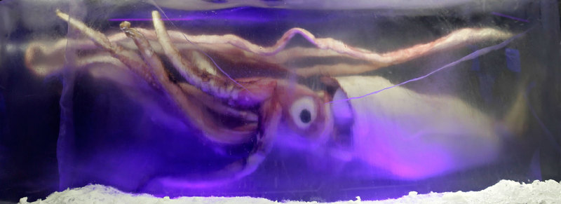 Giant squid melb aquarium03.jpg