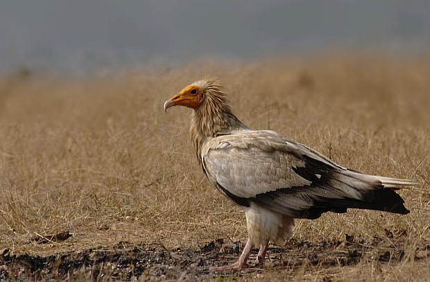 Egyptian Vulture (Neophron percnopterus).jpg