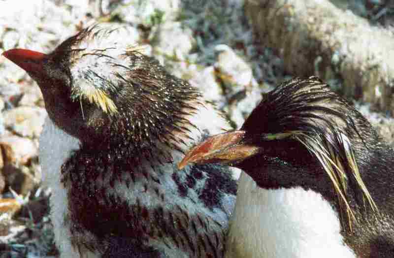 Edi6 Southern Rockhopper Penguin (Eudyptes chrysocome).jpg