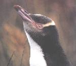 노란눈펭귄 Megadyptes antipodes (Yellow-eyed Penguin).jpg