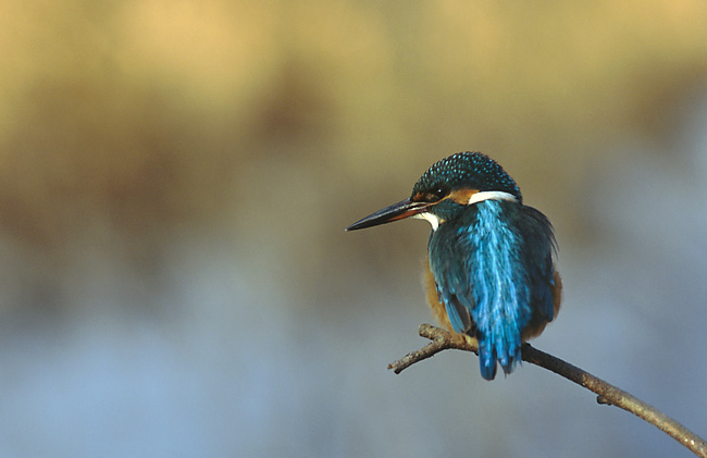 Common Kingfisher-Alcedo atthis 3 (Marek Szczepanek).jpg