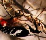 큰오색딱다구리 Dendrocopos leucotos (White-backed Woodpecker).jpg