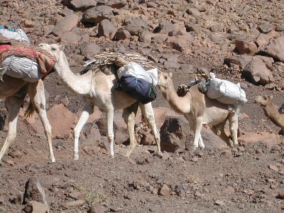 Menare-Dromedary Camel (Camelus dromedarius).jpg