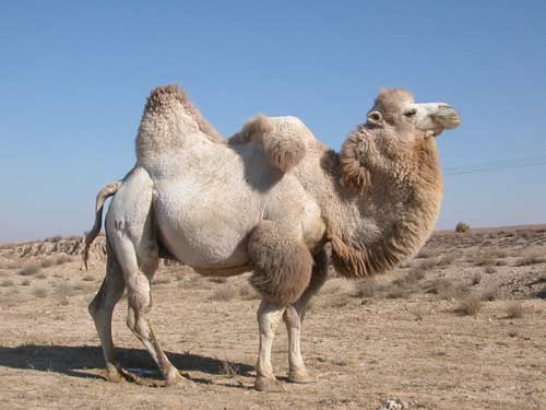 Bactrian Camel (Camelus bactrianus).jpg