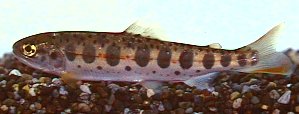 Yamame-Cherry Salmon(Oncorhynchus masu).jpg