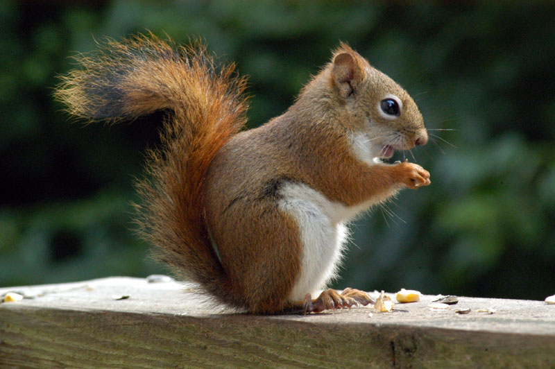 American red squirrel (Tamiasciurus hudsonicus).jpg