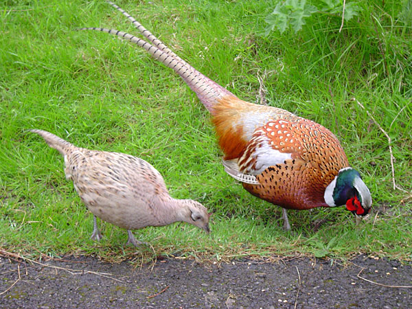 Male and female pheasant-Ring-necked pheasant (Phasianus colchicus).jpg