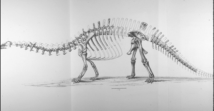 Brontosaurus skeleton 1880s.jpg