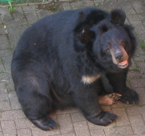 Kragenb??r-Asiatic Black Bear (Ursus thibetanus).jpg