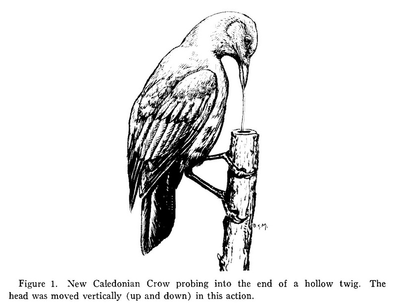 New Caledonian Crow (Corvus moneduloides).jpg
