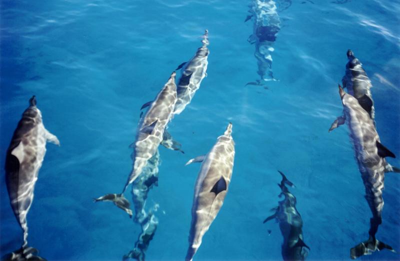 Spinner Dolphins off Kauai 1999-03-15-Spinner Dolphin (Stenella longirostris).jpg
